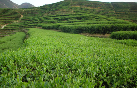 浙江的茶叶种植