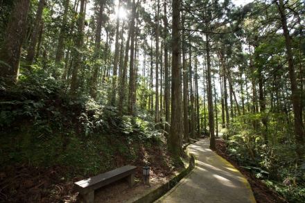 桃园市复兴区的东眼山森林游乐区属于雪山山脉的尾端